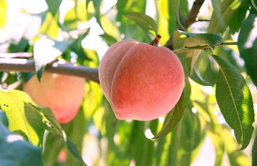 「桃子」夏季多食用一些桃子有哪些好处给您分享