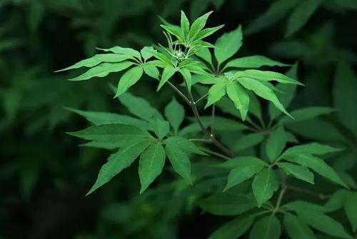 「黄荆草」黄荆草泡茶喝功效广州丝袜带您详细的了解