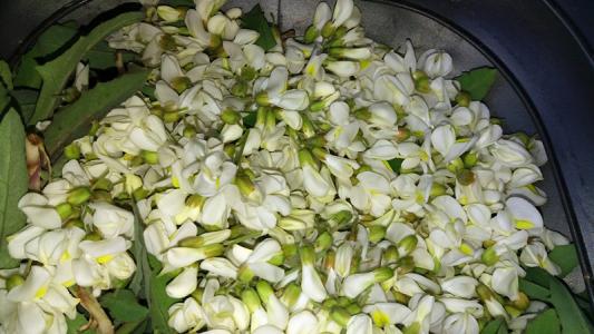 「洋槐花」油炸洋槐花制作的三个方法和注意事项