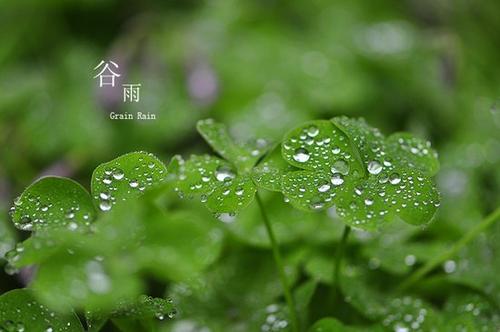 「养生」谷雨养生,春季养生的最后一课